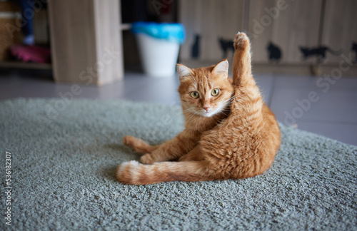 Photography beautiful cute cat licking his paw on stylish bed with funny emotions on background of room