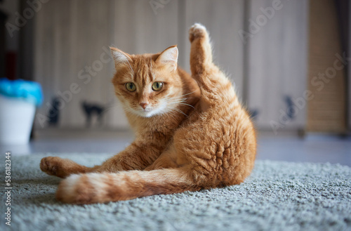 beautiful cute cat licking his paw on stylish bed with funny emotions on background of room.
