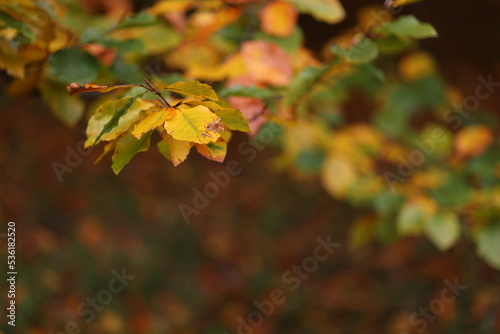 liście jesień © Agnieszka