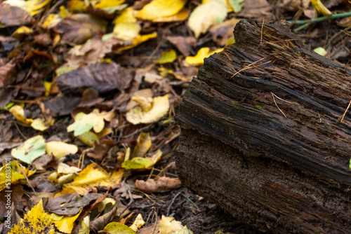 An old rotten fallen tree lies on the ground next to fallen colorful leaves in the forest. Autumn colorful season. Autumn landscape in a remote forest.