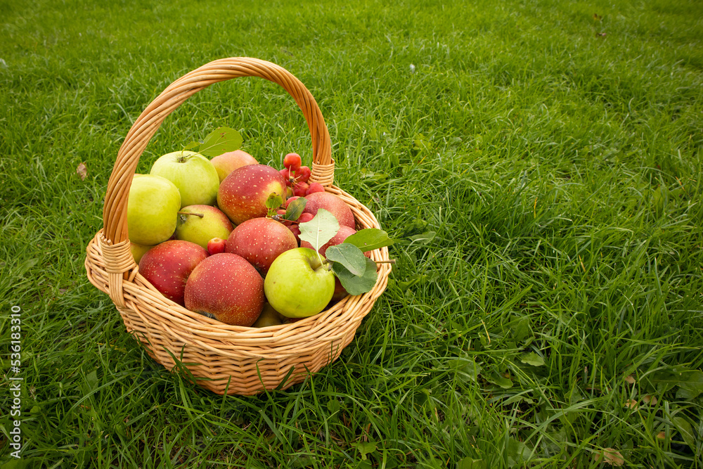 Fresh apples lie in a basket and stand on the grass. Postcard with place for text.Concept vitamins, agriculture, harvest, business, market, prices, products, gardening, health, proper nutrition,banner