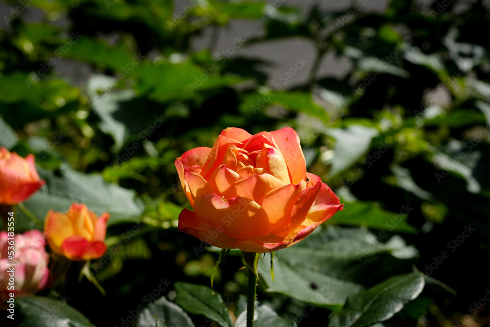 Macro photography of a flower: detail shot of a flower with background blur. Macro photography of a flower: detail shot of a flower with background blur.