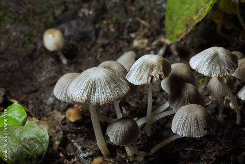 Small mushrooms toadstools. Psilocybin mushrooms. Selective focus