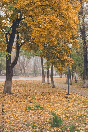 Foggy autumn landscape with path in city park
