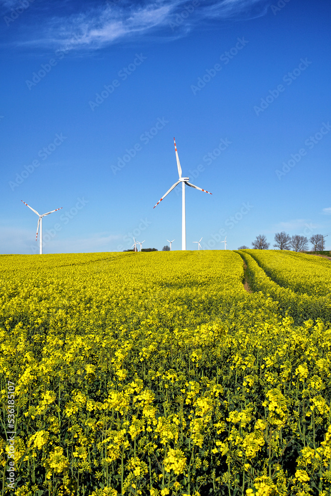 Wind turbines in the field of sunflowers Wind turbines in the field of sunflowers