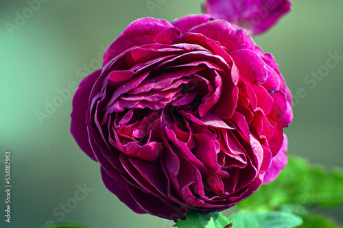Beautiful red rose in a garden flower