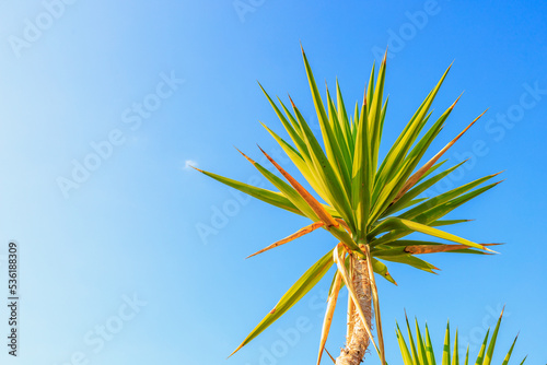 Exotic plant in the resort area. Background with copy space © Iurii Gagarin