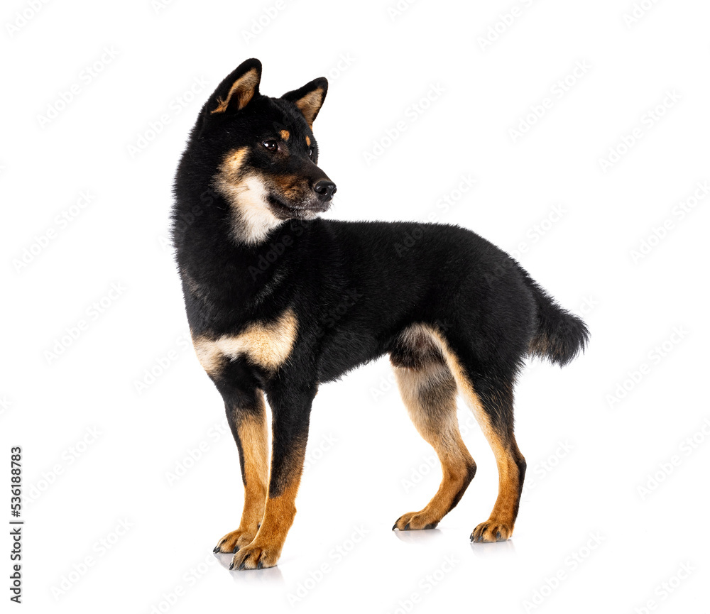 shiba inu in studio shiba inu in studio