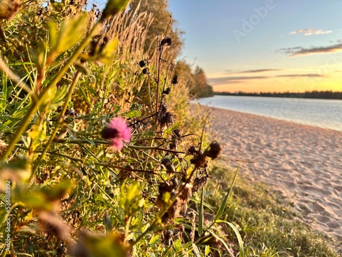 flowers in the desert