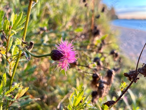 flowers in the field