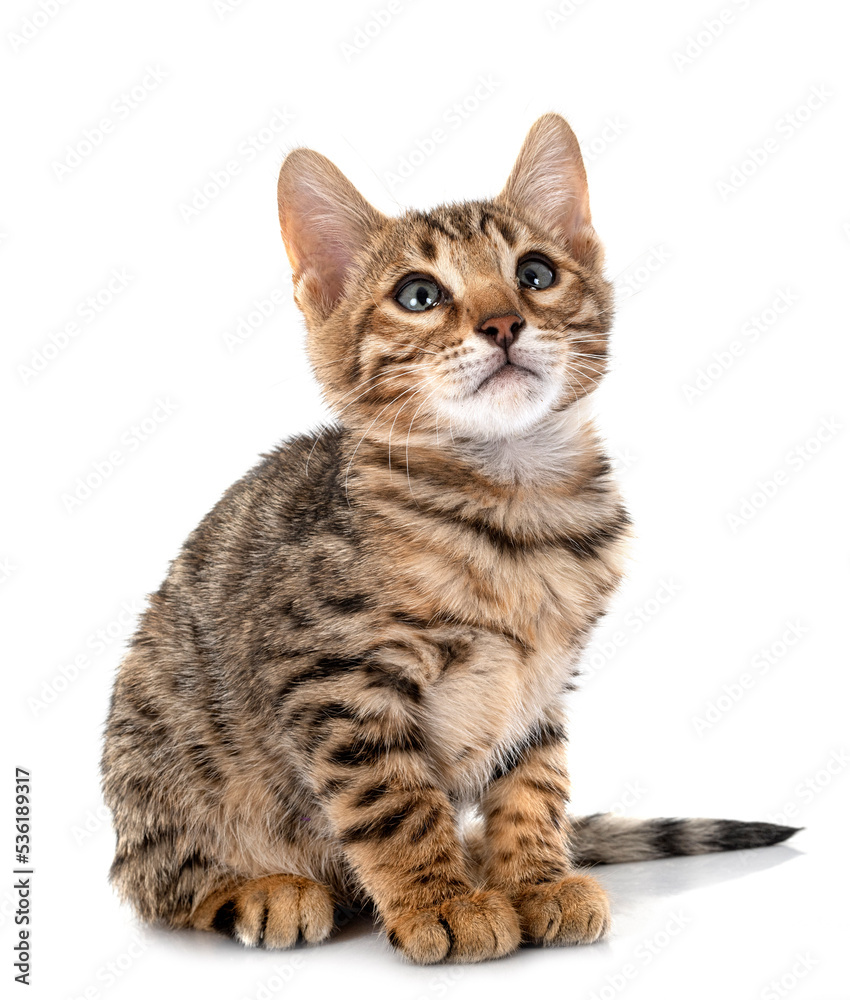 Fototapeta premium bengal kitten in studio