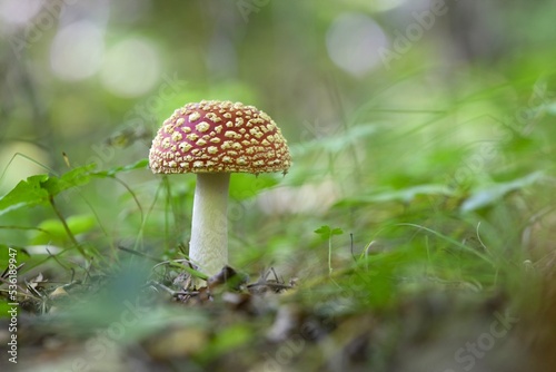 Red toadstool (Amanita muscaria) is a poisonous mushroom from the Amanita family. It belongs to the most famous poisonous mushrooms. It is also used for its psychotropic effects.
