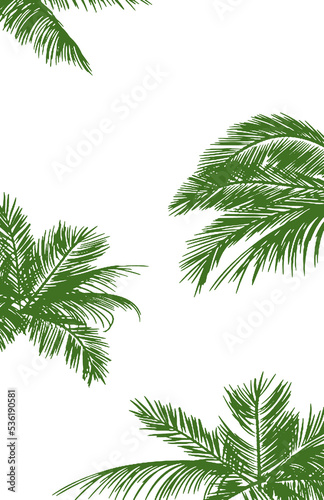 Illustration of branches without background