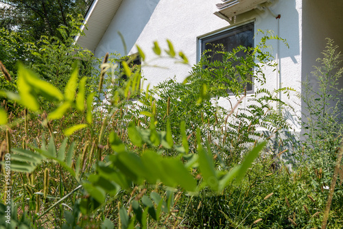 An abandoned, overgrown,neglected property with weeds growing next to the house. photo