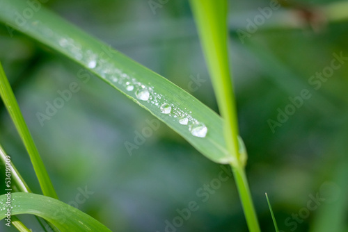Macro photography of a plant: detail shot with background blur.