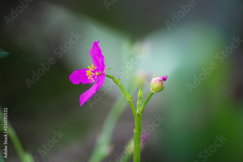 flower in the garden
