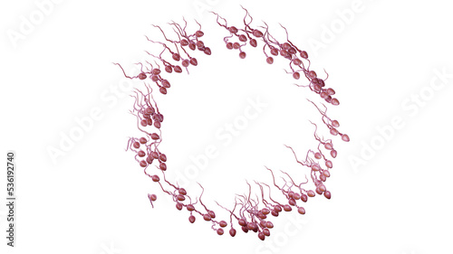 Sperm cells flow, 3d render. Sperm, isolated on a white background. Transparent background, PNG file