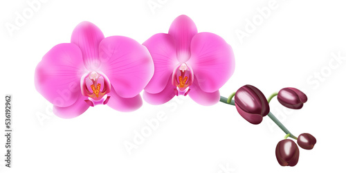 Różowa orchidea - gałązka z pąkami i pięknymi rozwiniętymi kwiatami. Ręcznie rysowana botaniczna ilustracja. © Monika