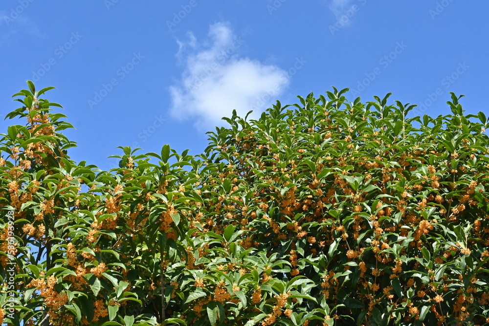 キンモクセイの花