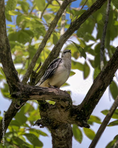 Little Bird in tree