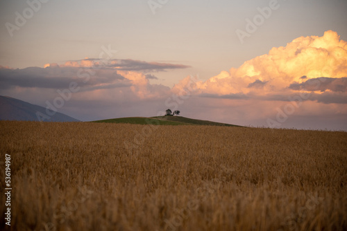 sunset in the field