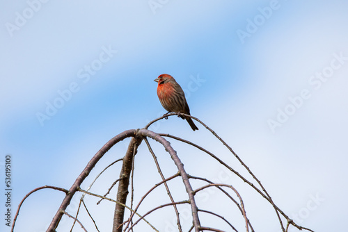 Red House Finch (Haemorhaus mexicanus)  sitting on top of branches at the top of a tree with a blue and cloudy sky in the background