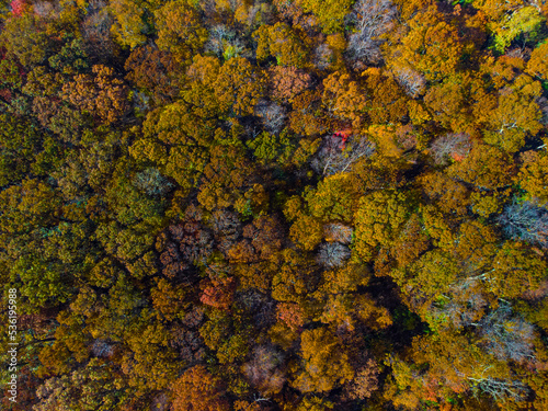 Views of tops of various colored trees in autumn showcasing greens, yellows, oranges, and reds in Long Island, New York.