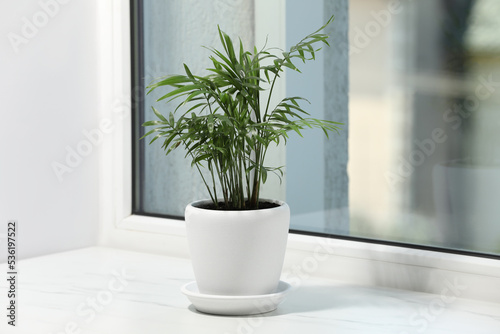 Beautiful potted houseplant on white window sill