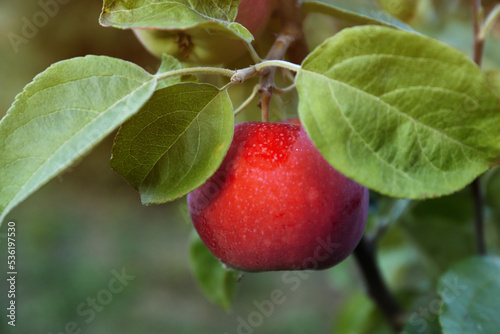 Beautiful apple tree branch with fruit outdoors, closeup