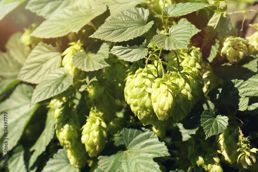 Fresh green hops growing on branch outdoors, closeup
