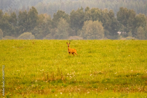 roe deer in the meadow © Michal
