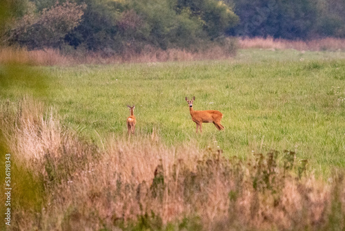 roe deer in the field