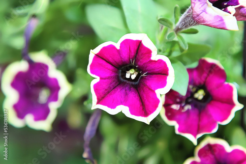 Enhanced Picture of Beautiful Flower Purple Surfinia Petunia