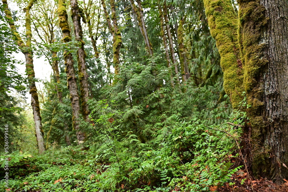 Fototapeta premium moss on the tree