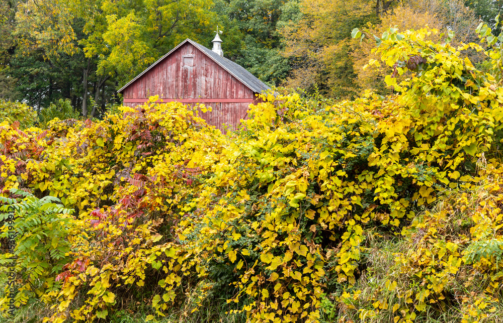 A red wooden barn with a cupola peeking out from behind yellow grapevines in the autumn.