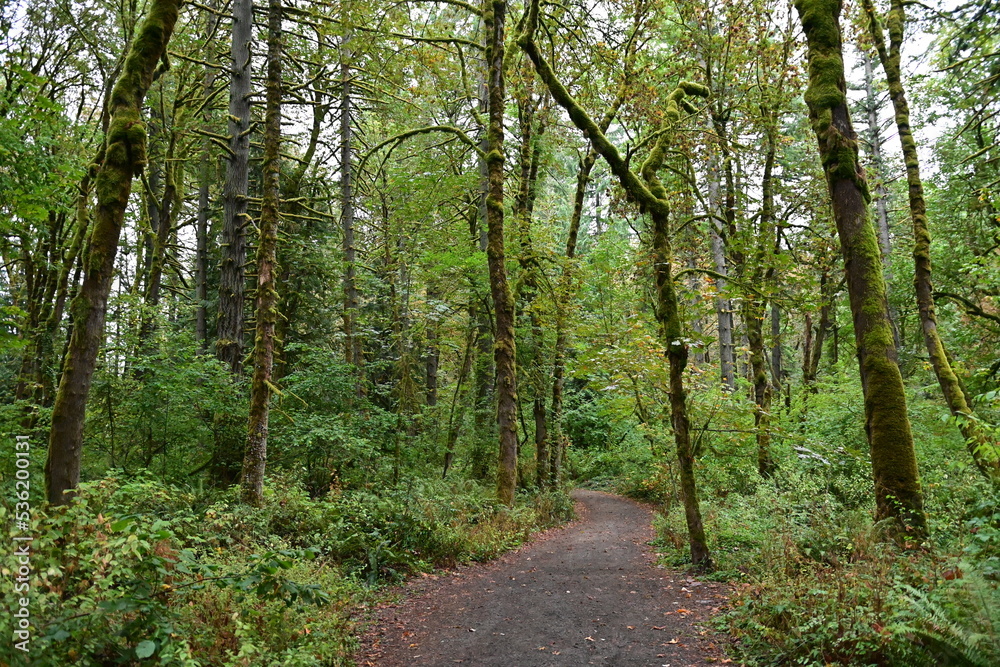 Naklejka premium path in the forest
