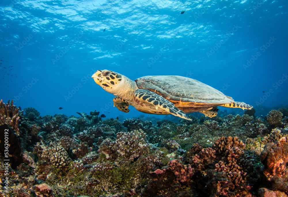 Obraz premium Hawksbill sea turtle on the reef