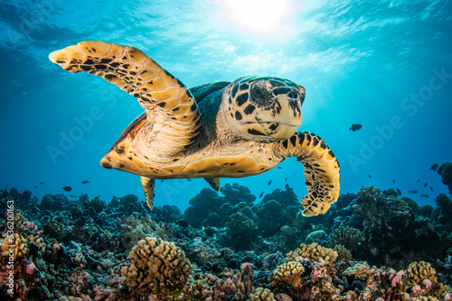 Hawksbill sea turtle on the reef