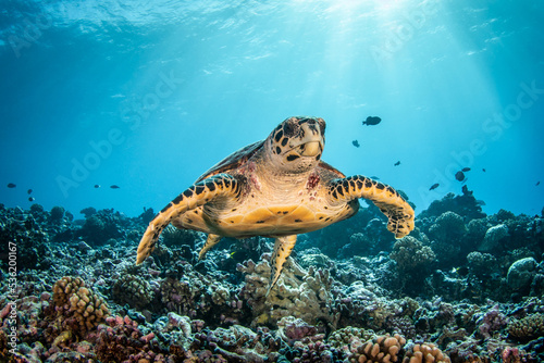 Hawksbill sea turtle on the reef © Tropicalens