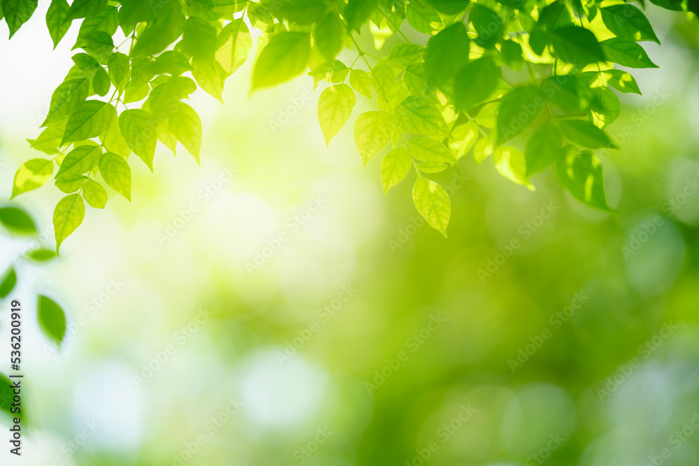 Closeup of beautiful nature view green leaf on blurred greenery background in garden with copy space using as background wallpaper page concept. Closeup of beautiful nature view green leaf on blurred greenery background in garden with copy space using as background wallpaper page concept.