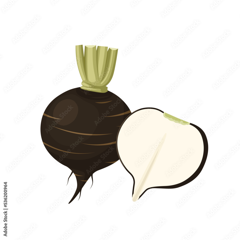 Vector illustration, black radish isolated on white background. Vector illustration, black radish isolated on white background.