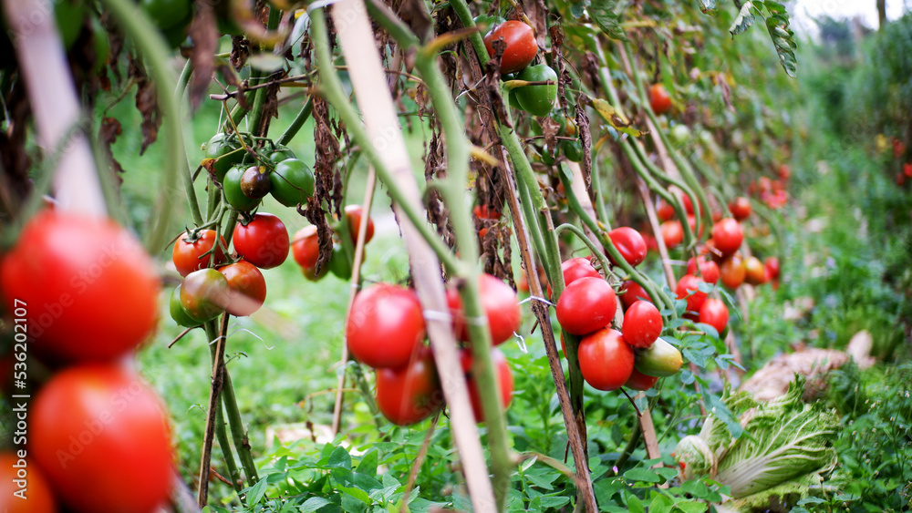 Tomato Plantations that are bearing fruit a lot and fresh Stock Photo