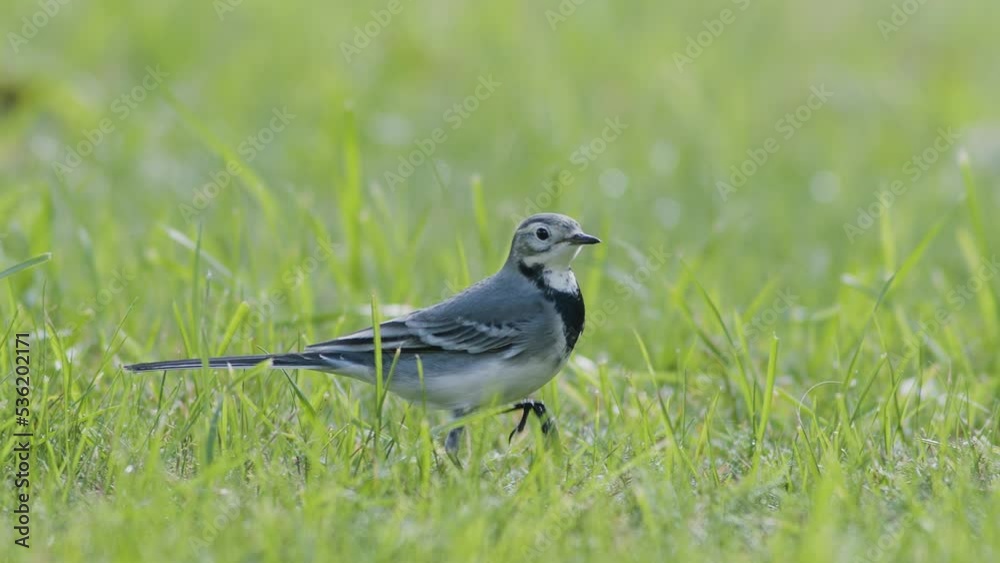 White wagtail searching for food flies in the grass close up slow motion White wagtail searching for food flies in the grass close up slow motion