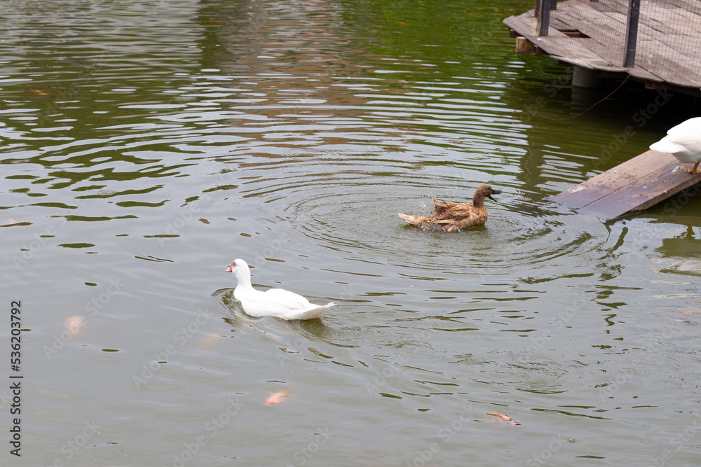 Fototapeta premium Free range duck farm. Natural organic duck