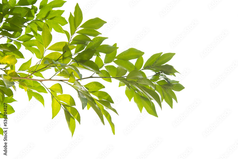 Green leaves, sunlight, reflection isolated on White Background. Creative tropical green leaves layout. Nature spring concept and Summer. Green leaves, sunlight, reflection isolated on White Background. Creative tropical green leaves layout. Nature spring concept and Summer.