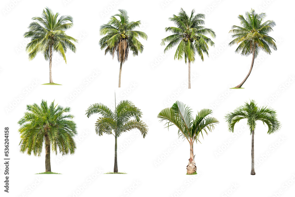 Fototapeta premium Isolated coconut tree on white background. The collection of coconut trees.perfume.
