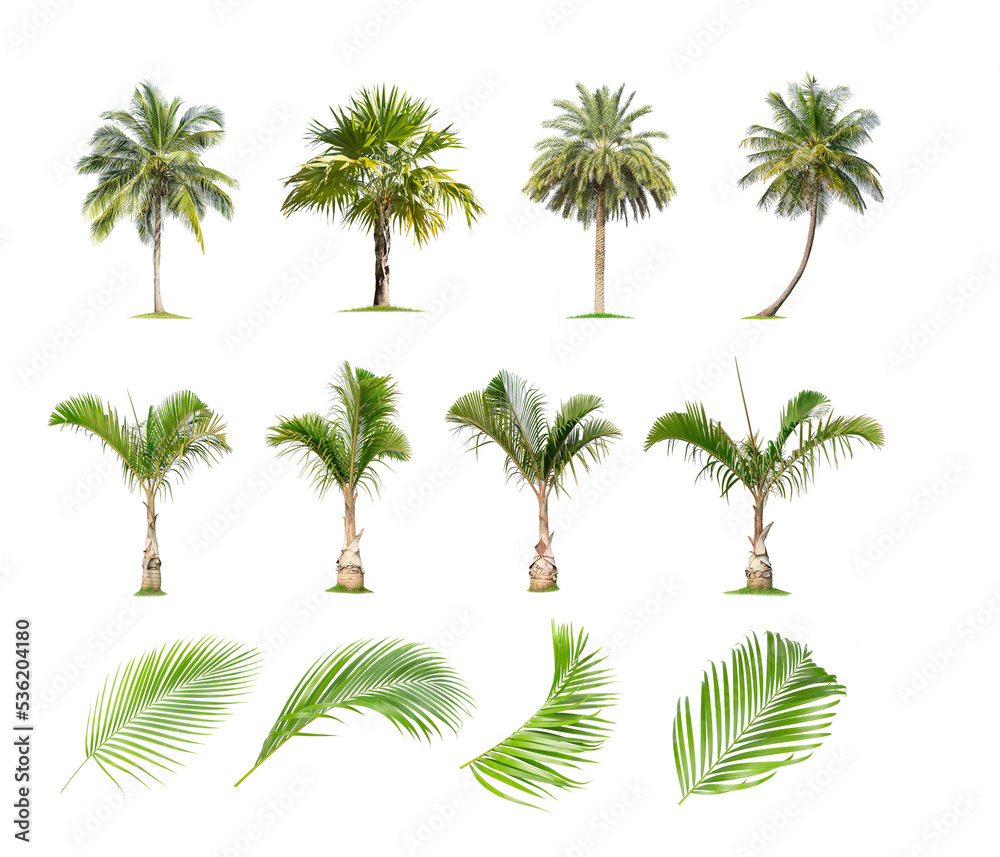Naklejka premium Isolated coconut tree on white background. The collection of coconut trees.perfume.
