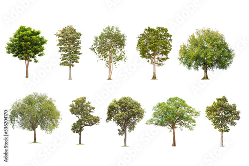 isolated big tree on White Background. The collection of trees. tropical trees isolated used for design  advertising and architecture