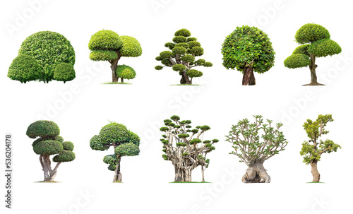 Tako trees bending. Isolated tree on white background   The collection of trees.Tree database Botanical garden organization elements of nature in Thailand 