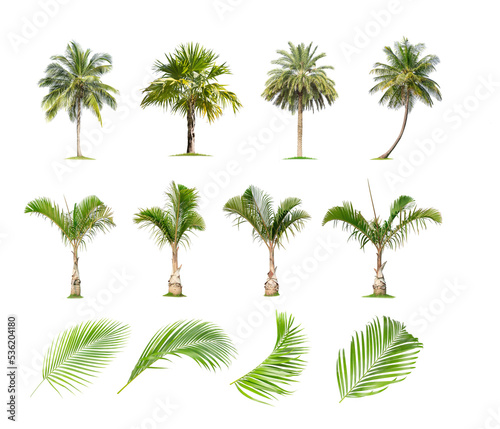 Isolated coconut tree on white background. The collection of coconut  trees.perfume.